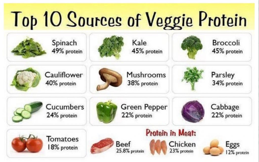 plant protein sources